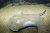 Rosette River Stingray picture