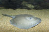 Rosette River Stingray picture