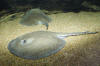 Rosette River Stingray picture