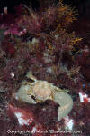 Pubescent Porcelain Crab