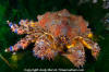 Puget Sound King Crab