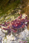 Purple Shore Crab