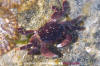 Purple Shore Crab