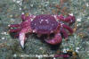 Purple Shore Crab