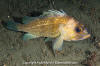 Quillback Rockfish