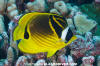 Raccoon Butterflyfish