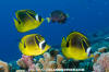 Raccoon Butterflyfish