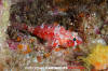 Rainbow Scorpionfish