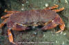 Red Rock Crab