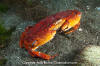 Red Rock Crab