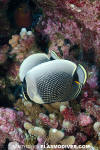 Reticulated Butterflyfish