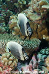 Reticulated Butterflyfish