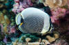 Reticulated Butterflyfish