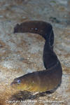 Ribbon Prickleback