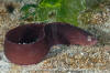 Ribbon Prickleback