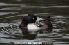 Ring-Necked Duck