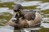 Ring-Necked Duck