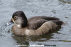 Ring-Necked Duck