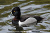 Ring-Necked Duck