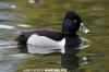 Ring-Necked Duck