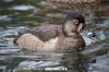 Ring-Necked Duck