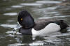 Ring-Necked Duck