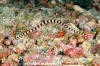 Ringed Pipefish