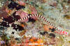 Ringed Pipefish