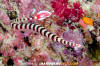 Ringed Pipefish