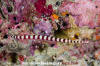 Ringed Pipefish