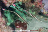 Ringed Pipefish