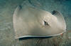 Roughtail Stingray photo