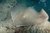 Roughtail Stingray picture