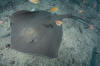 Roughtail Stingray photograph