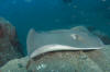 Roughtail Stingray pic