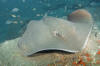 Roughtail Stingray pic