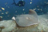 Roughtail Stingray with diver