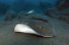 Roughtail Stingrays