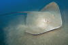 Roughtail Stingray photo