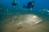 Roughtail Stingray with divers
