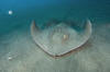 Roughtail Stingray pic