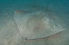 Roughtail Stingray picture