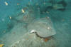 Roughtail Stingray image