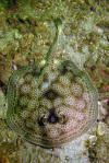 Round Stingray