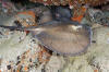 Round Stingray picture