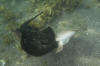 Round Stingrays Mating