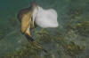 Round Stingrays Mating