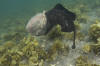 Round Stingrays Mating