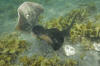 Round Stingrays Mating