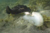 Round Stingrays Mating